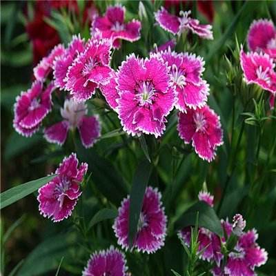 香港最准资料免费公开手机app下载